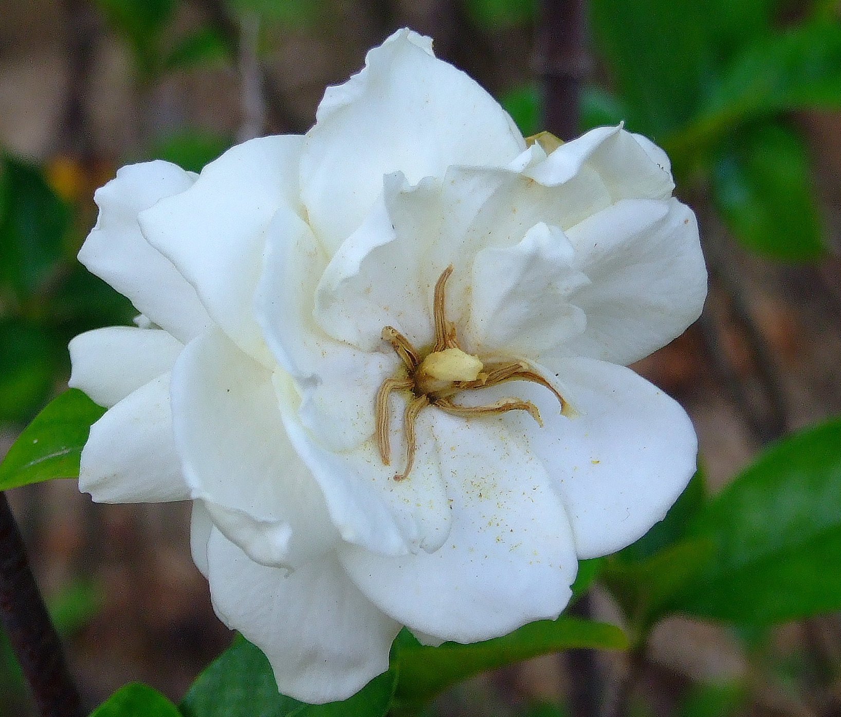 Gardenia image