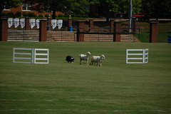 Sheep Dog in Action
