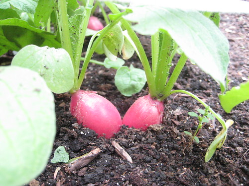 radishes (by lauraloops)