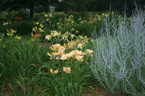 daylilies and Russian sage