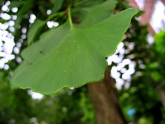 122 - Tree and Leaf