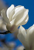 純白の開花