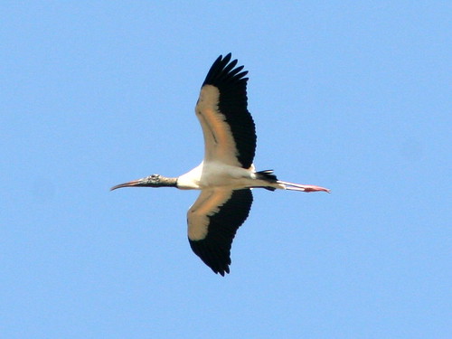 Wood Stork Over Eagle Nest 20090403