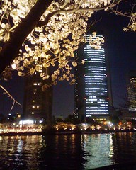 大川端の夜桜