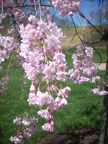 Weeping Cherry Blossom
