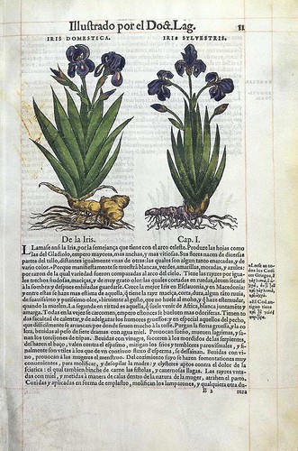002-Lirio Cardeno o Iris-1-Pedazio Dioscorides Anazarbeo 1555