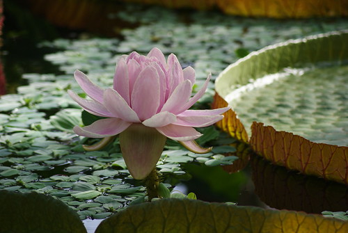 water lily by Diddis.
