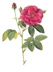 Apothecarys-Rose