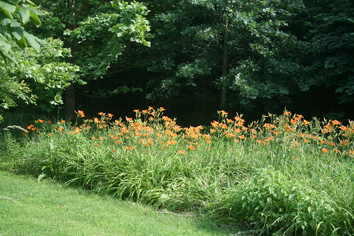 ditch lilies...in the ditch