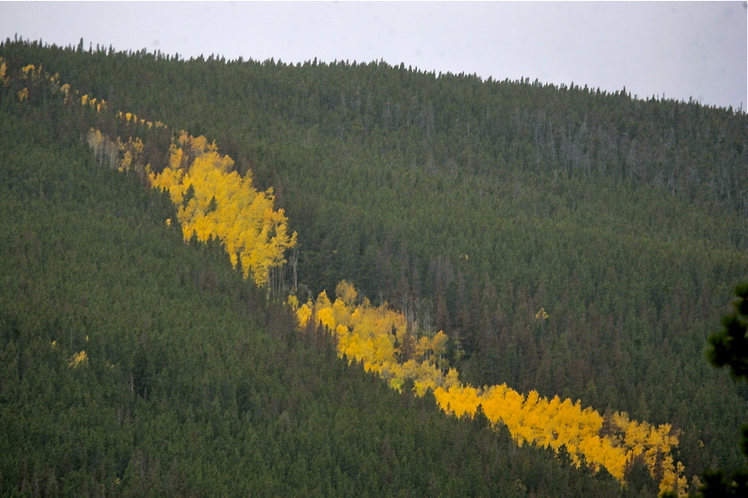 Line of Yellow Trees