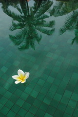 Flower in pool