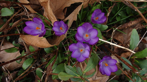 Spring flowers from fall leaves