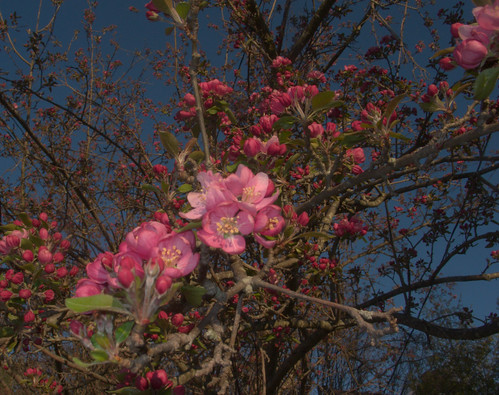 Crabapple on the first day of spring