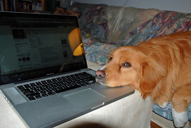dog using a computer macbook pro