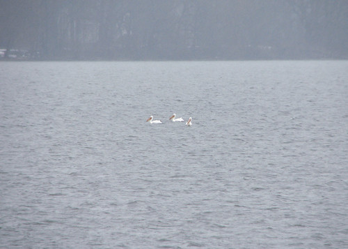 American White Pelicans on Fox Lake