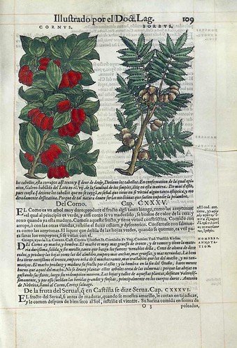 006- El cerezo silvestre- Pedacio Dioscorides Anazarbeo 1555