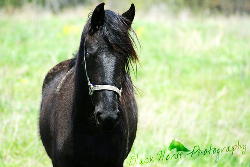 Friesian Mare Willow