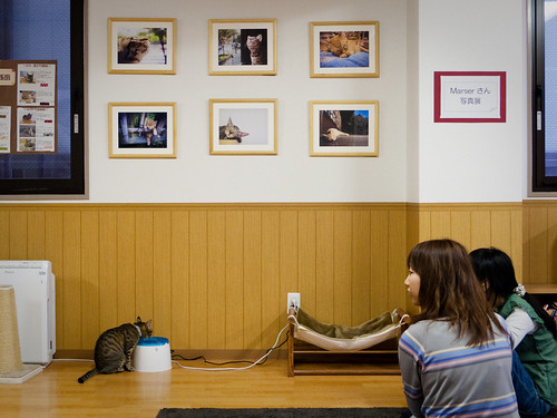 petit exhibition at the cat cafe (at 