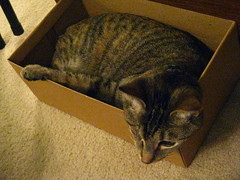 Maggie in the shoebox (1)