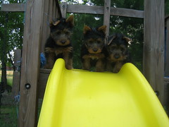 Hmmm?? Should we?? Teddy, Dori and Jazz, of course we should, we're couragous terriers!