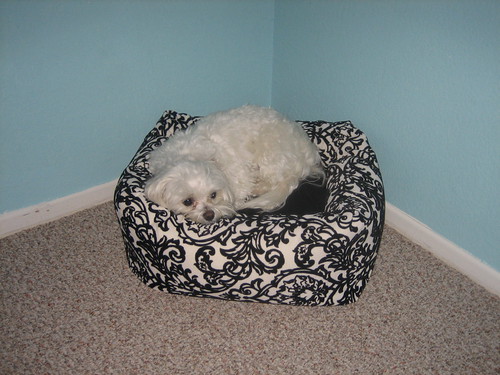 ilse loves her new bed! thanks mom and lisa!