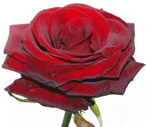 Big Pictures Of Red Roses. Big red rose