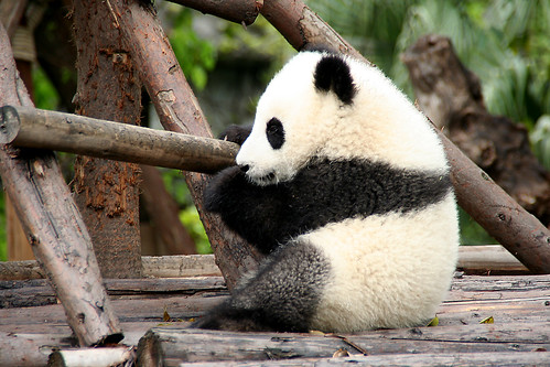 Giant Panda Cub, Chengdu, Sichuan april 2009 350D 2129