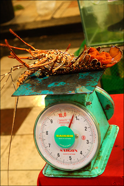 weighing-lobster
