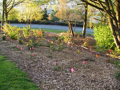 Pink flags marked new plantings in Lewis Park a few weeks ago. Photo by Wendi.
