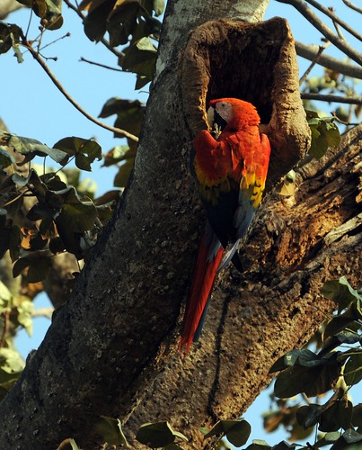 scarlet macaw1