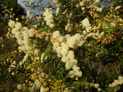 Acacia botrycephala image