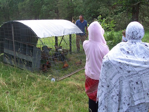khadijah and hawa check out the chickens