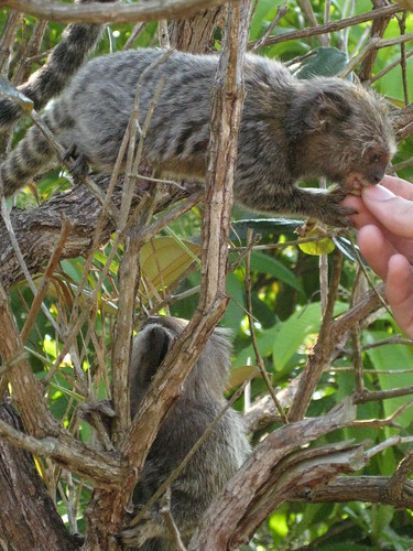 feeding monkeys, Ilha Grande, Brazil