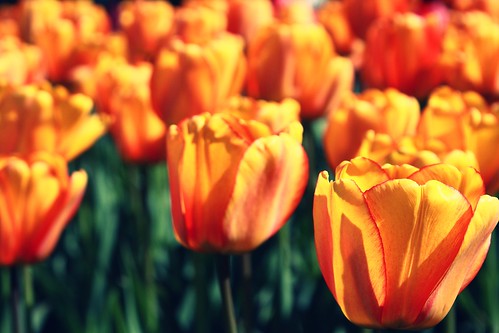 tulips galore