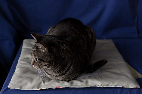 Mr Bun Finally Uses the Cat Quilt