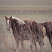 Amish Draft Horses