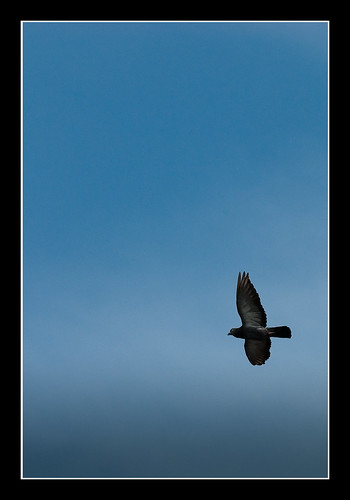 A bird in the sky aka pigeon vole