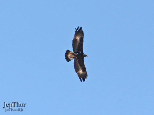 immature golden eagle pictures. Immature Golden Eagle. Maxwell NWR