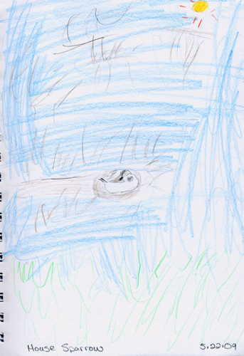 House Sparrow by JD Boy (age 6)