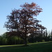 Algonquin Tree