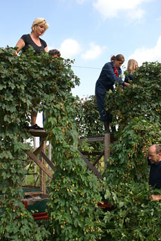 Hop harvesting at Sint Servattumus