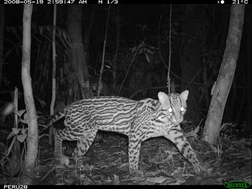 The Smithsonians National Zoo scientists set up camera traps in a remote section of the Amazon rain 