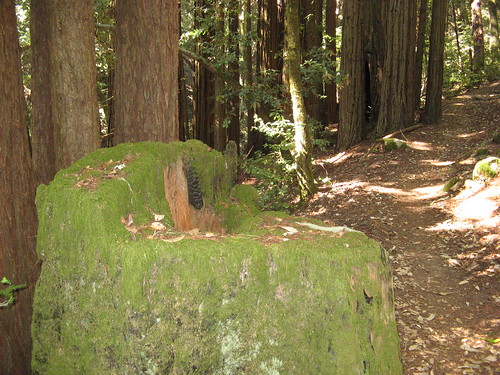 Moss covered stump