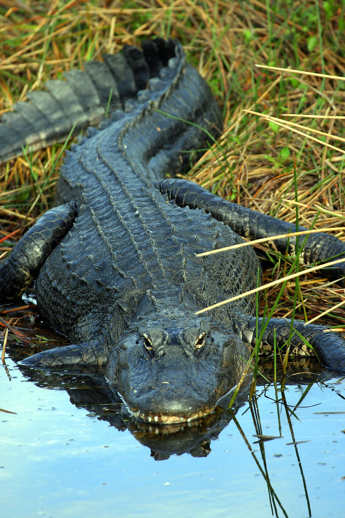 Alligator-4.JPG