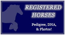 GHA-Registered Horses