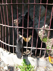 2009年2月谷關黑熊健康狀況已大為改善；圖片來源：農委會林務局
