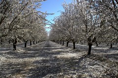 almond orchard, this afternoon, near los banos