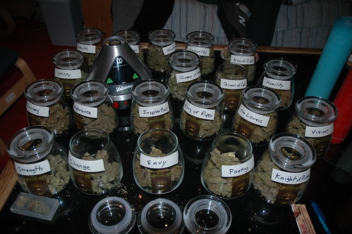 different strains of cannabis