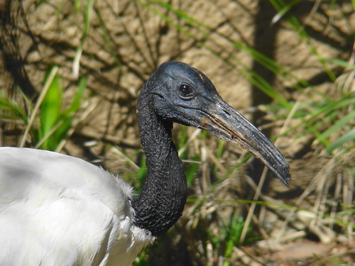 Sacred Ibis at the Los Angeles Zoo