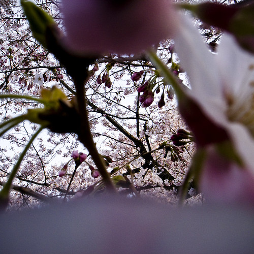 Through and Through the Cherry Blossoms